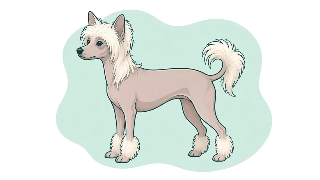 Hairless coat illustration (Xoloitzcuintli)