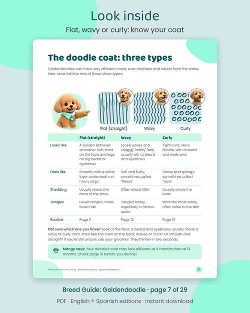 Look inside Mango's Breed Guide: Goldendoodle: Flat, wavy or curly: know your coat (page 7 of 29)