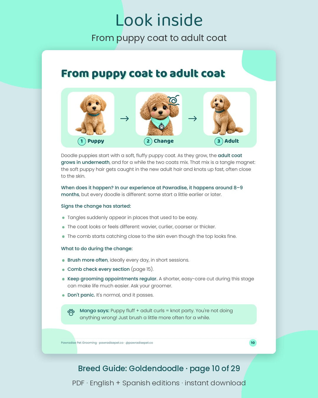 Look inside Mango's Breed Guide: Goldendoodle: From puppy coat to adult coat (page 10 of 29)
